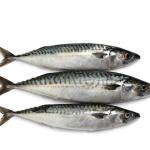 Chinchard THOMSON 1kg