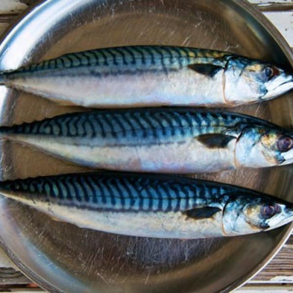 Mackerel 1kg