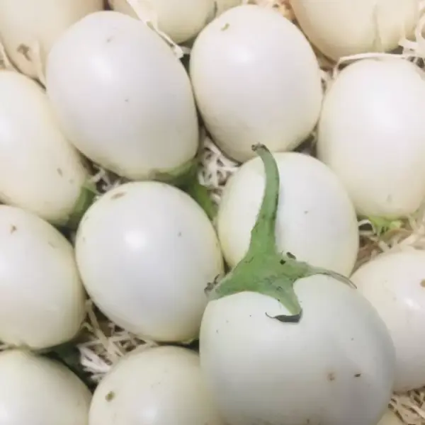 Aubergine Blanche 1KG