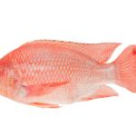 Tilapia rouge 1kg