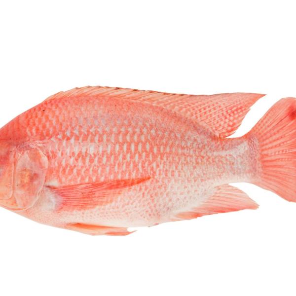 Tilapia rouge 500/700 4kg